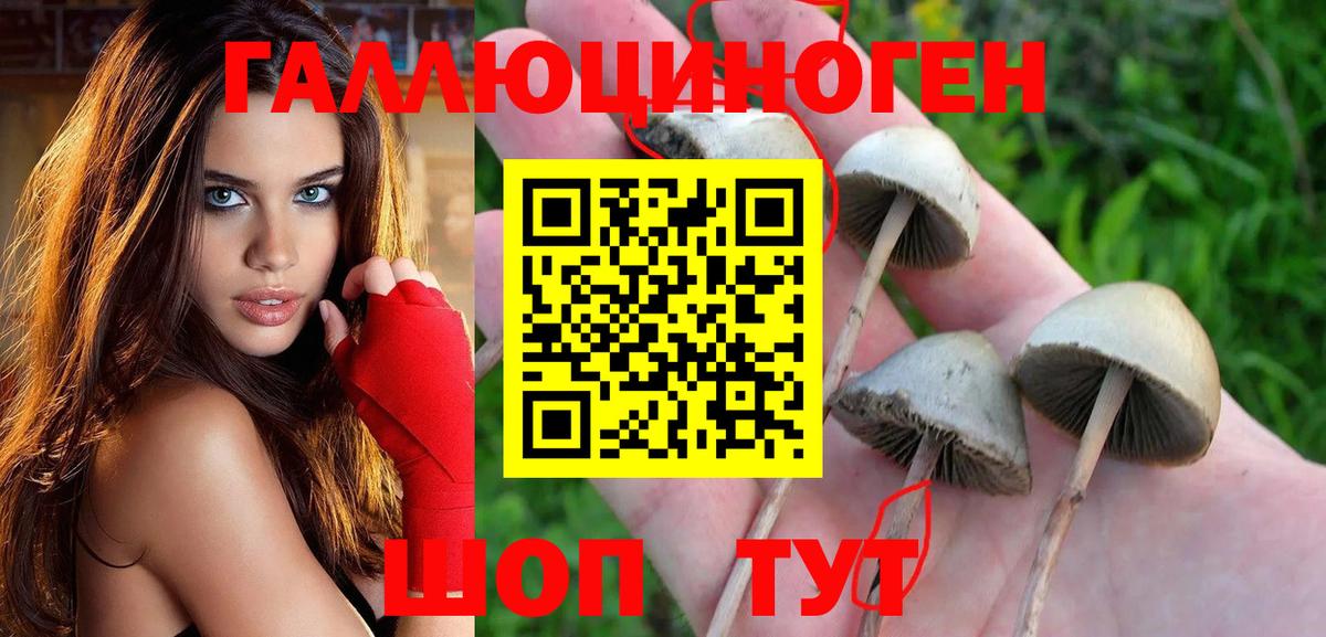 Псилоцибиновые грибы Cubensis Омск